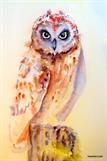 Lisa Steincke - Owl